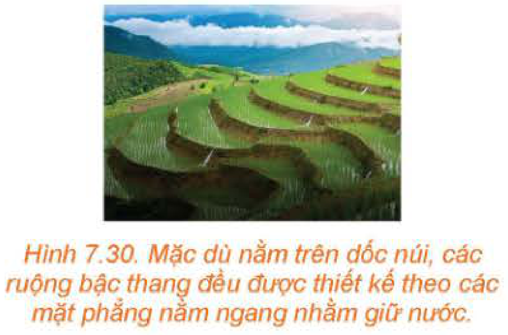 Hình 7.30: Ruộng bậc thang